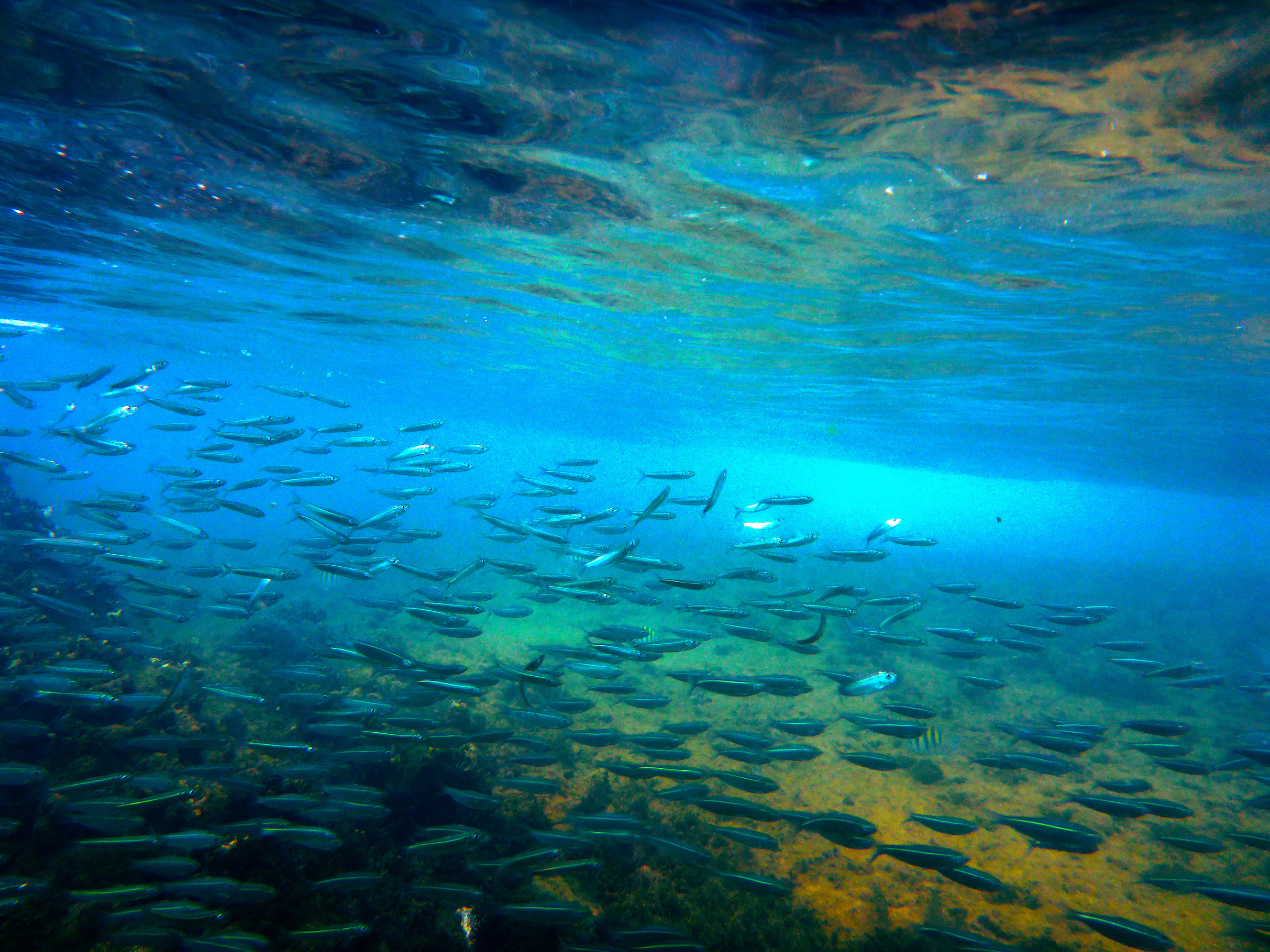 Diving in Ilhabela, SP, Brazil
